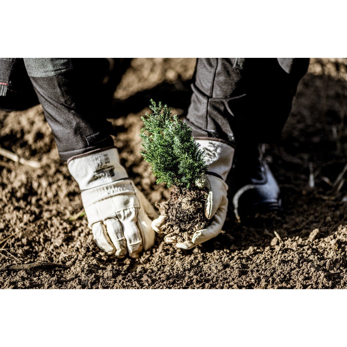 NITRAS handschoenen van volnerf rundleer, natuurlijke kleur / bruin, EN 388 katoen | Pakket (12 paar)