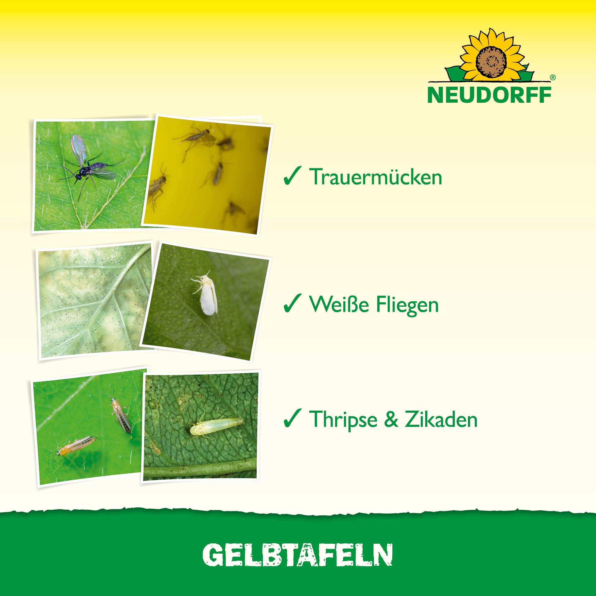 Vier beschriftete Fotos zeigen Pflanzenschädlinge - Trauermücken, Weiße Fliegen, Thripse und Zikaden - auf Blättern und eine gelbe Gelbtafel-Falle (kleinformatig). Das Logo des Neudorff Shops und "GELBTAFELN" sind ebenfalls zu sehen.