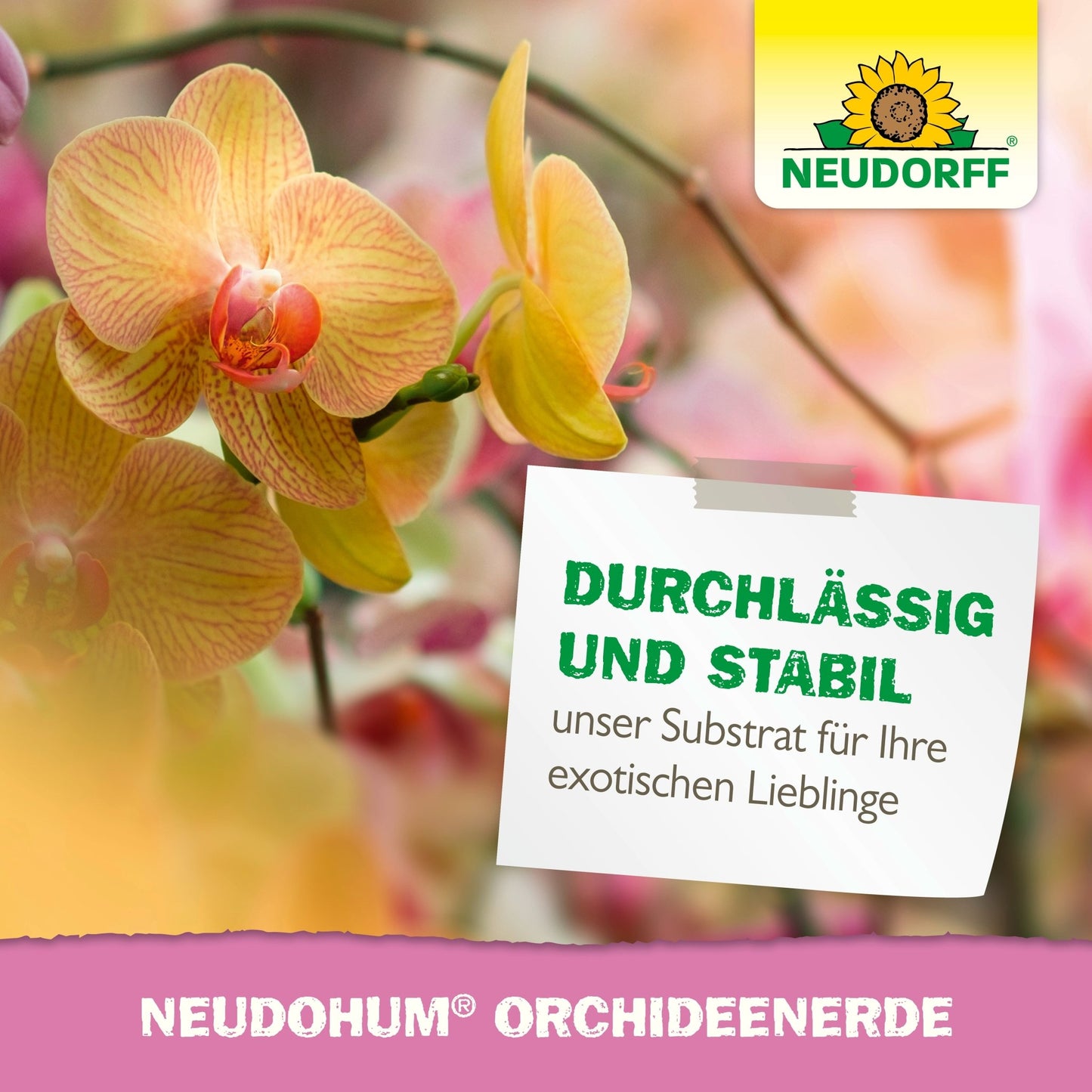 Een close-up van gele en roze orchideeën met een wit bord toont NeudoHum Orchideeëngrond uit de Neudorff Shop. Rechtsboven verschijnt het Neudorff-logo met zonnebloem. Ideale tips voor verpotten en voor een gezonde orchideeëngroei.