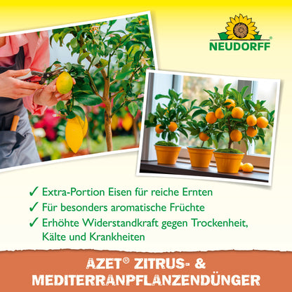 Zwei Fotos zeigen Hände bei der Pflege eines getopften Zitronenbaums und eines Orangenbaums im Zimmer. Der Text hebt Neudorff Shop Azet Zitrus- & MediterranpflanzenDünger flüssig für Zitrus-, Oleander- und mediterrane Pflanzen hervor. Oben ist das Neudorff-Logo zu sehen.