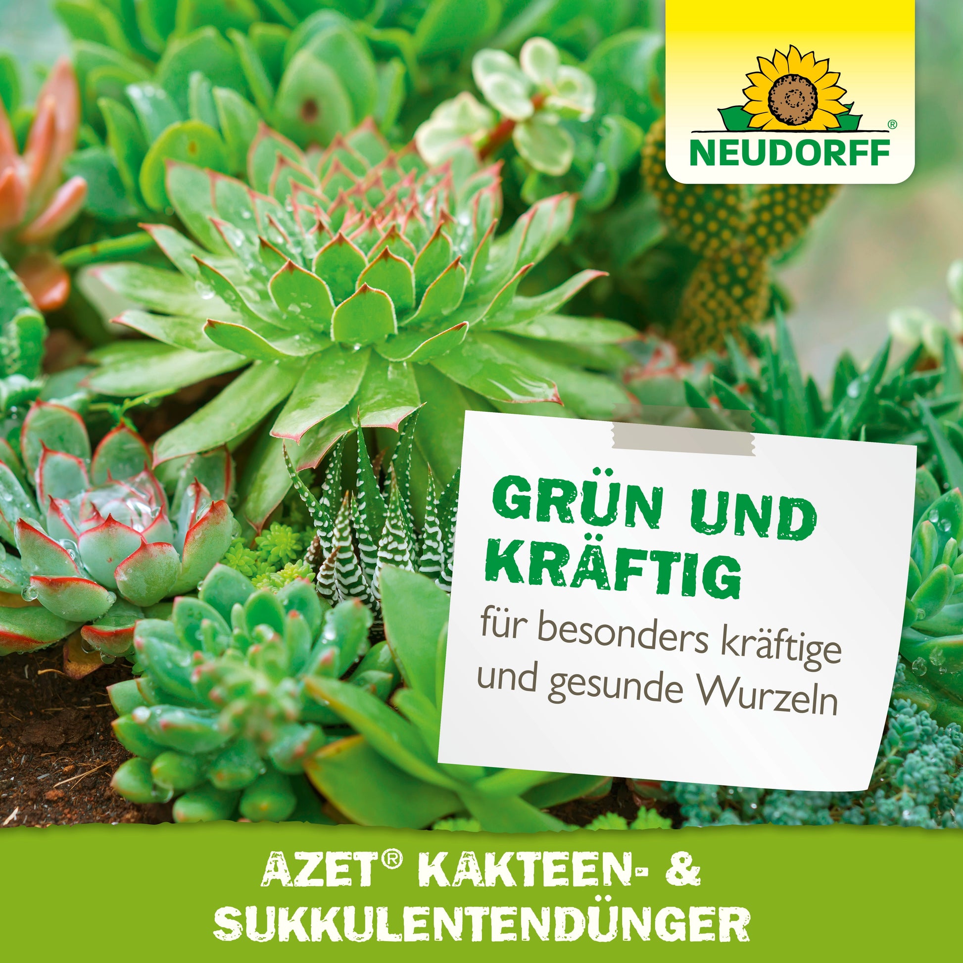 Nahaufnahme gesunder grüner Sukkulenten und Kakteen mit dem Logo des Neudorff Shops, dazu ein deutscher Text, der für Azet Kakteen- & SukkulentenDünger flüssig für starke, gesunde Wurzeln wirbt.