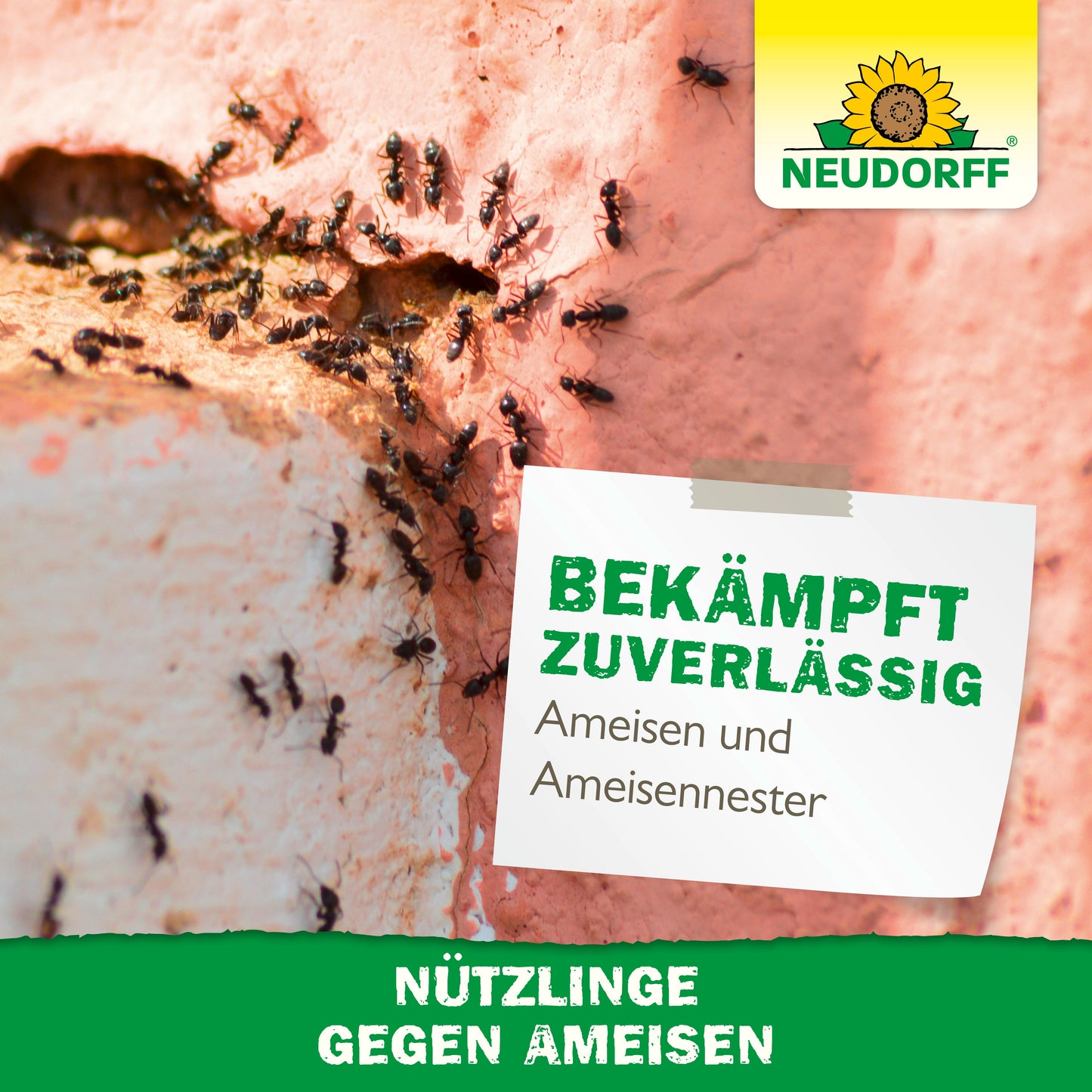Nuttige insecten tegen mieren