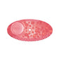 FRE-PRO Remind Air Curve Lufterfrischer mit Austauschanzeige Kiwi Grapefruit